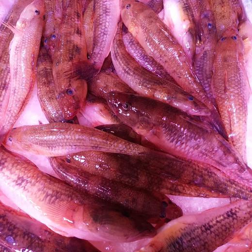 九母鱼 商品图0