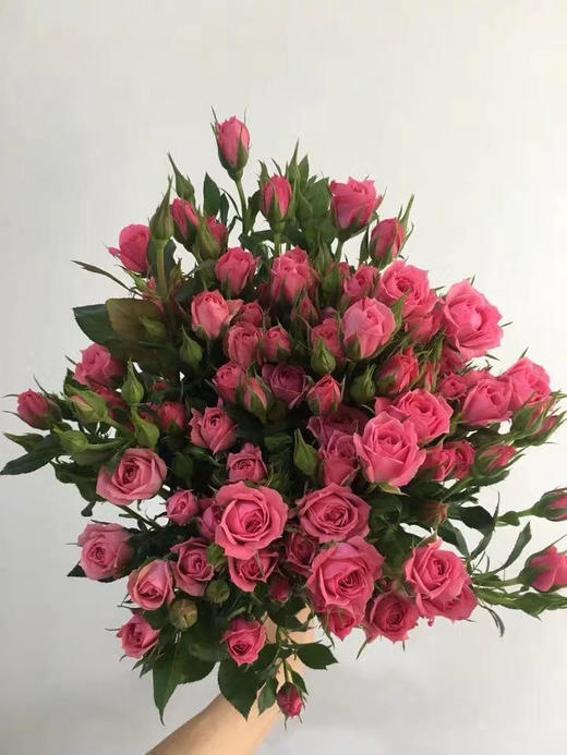 多头玫瑰 粉红女郎