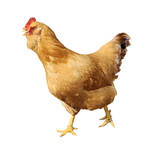 龙门 胡须鸡 农家散养土鸡 走地鸡