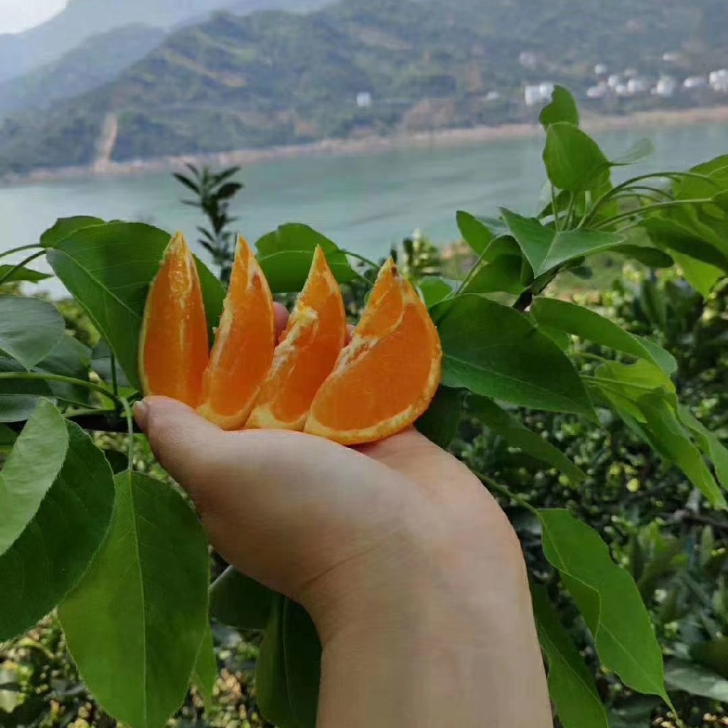秭归伦晚脐橙一口又一口美味在心头一筐毛重8斤左右