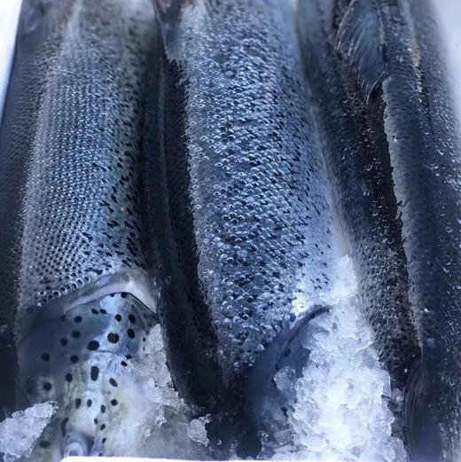 挪威冰鲜三文鱼顺丰快递运费到付 商品图5