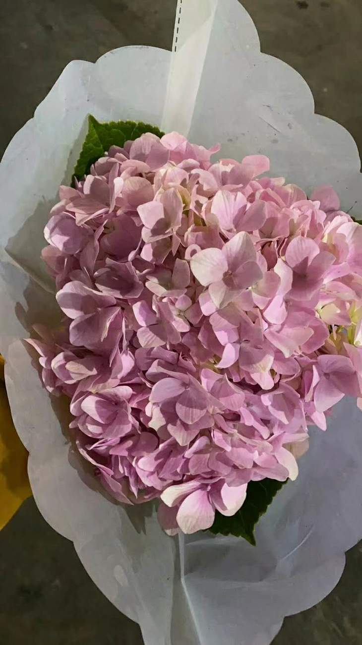 【基地直供】国产绣球 浅蓝色/浅粉色 单枝 - 南粤floever鲜花量贩