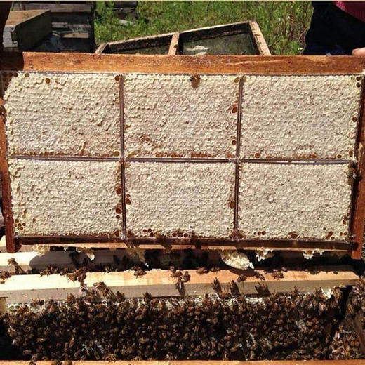 嚼着吃的蜂巢蜜，一口咬下去，蜜汁流淌在嘴里，花香四溢，回味无穷 商品图5