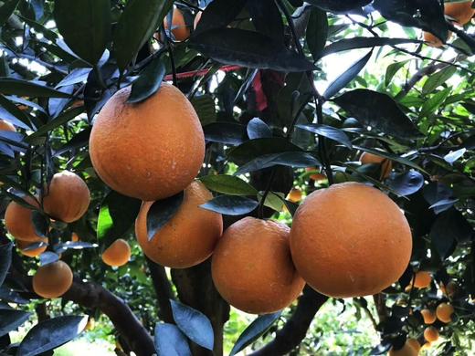 中华红橙○ 带言 商品图5