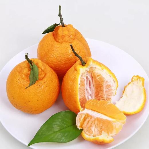 耙耙柑 丑桔 商品图2