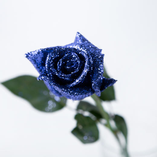 1mg蓝色妖姬20枝扎