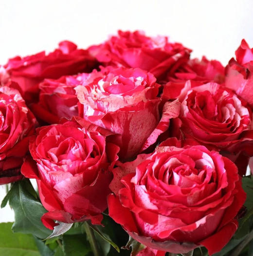 幸运女神20枝扎