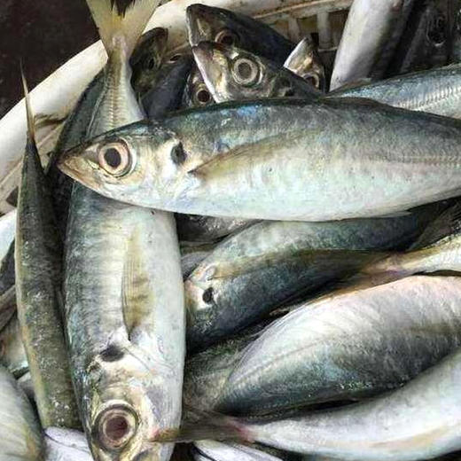 野生巴浪鱼(新鲜活冻 约500g