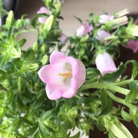 配花-风铃花-白/粉/紫