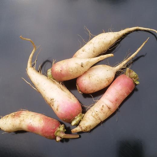 小萝卜（红头） 商品图1