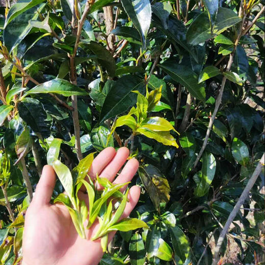 2026滇红茶春茶 野红 凤庆滇红茶叶自然花香味500g/罐 商品图3