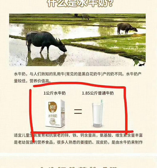 奶中贵族 百菲酪水牛纯奶200ml*12 商品图3