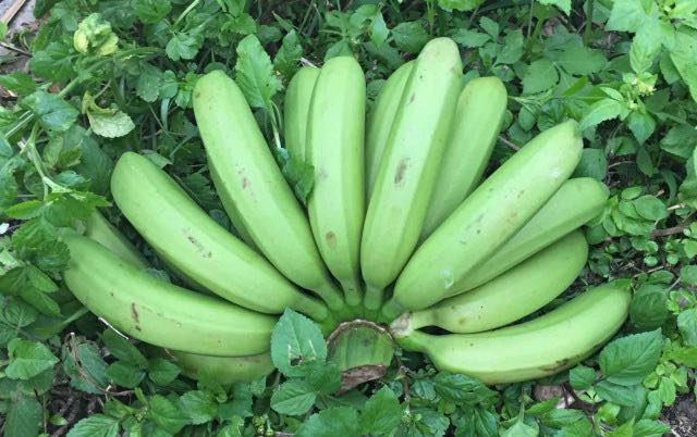 幸运香蕉 愿你“蕉”点好运，惊喜连连（红香蕉 黄香蕉两种可选）