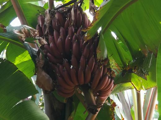 幸运香蕉 愿你“蕉”点好运，惊喜连连（红香蕉 黄香蕉两种可选） 商品图9