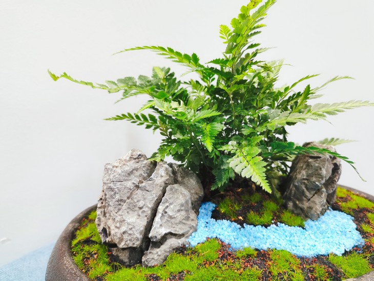 铁线蕨盆景
