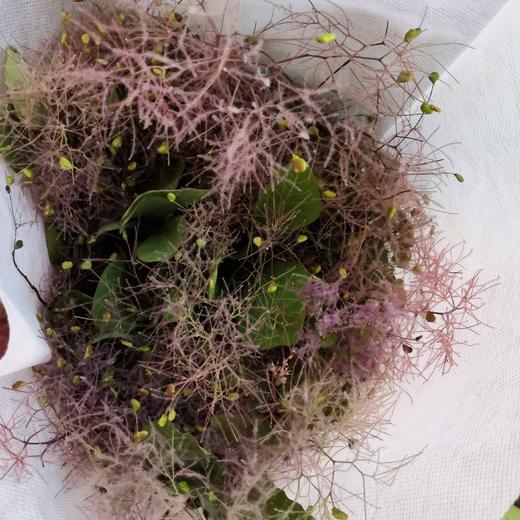 配花-雾中情人 商品图1