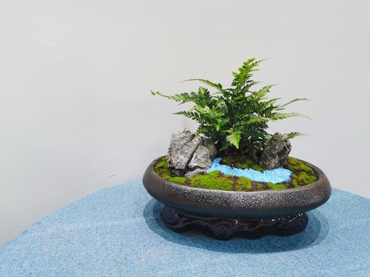 铁线蕨盆景