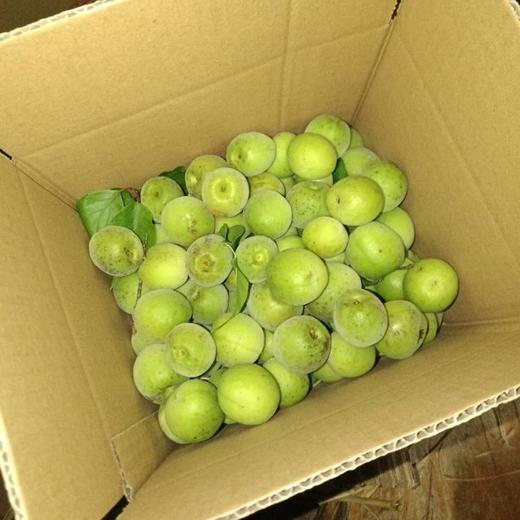 生态青梅| 合作生产 * Eco-friendly Rice Cake | Partner Production 商品图3