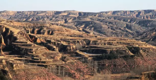 沟壑纵横,土壤丰厚,干旱少雨,种植在山西隰县黄土镇的黄土高坡,我们