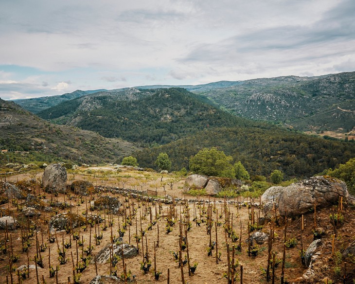 科学小飞侠酒庄 Comando G在格雷多斯产区（Sierra de Gredos）壮观而险峻的山坡葡萄园，耕作极为不易
