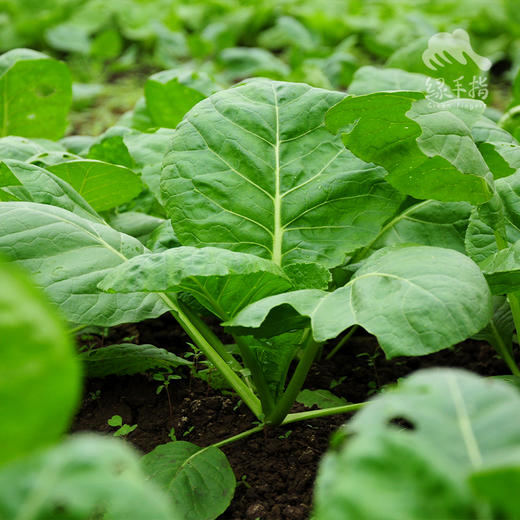 有机千宝菜 | 绿家自产* Organic Choi Po | Self-production 商品图3