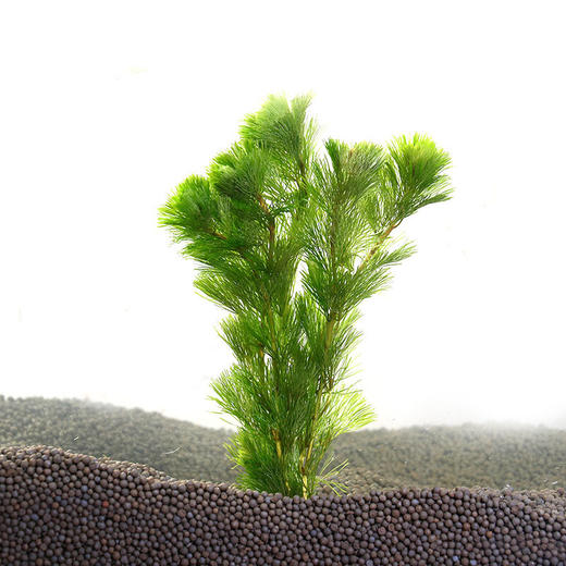 水草活体鱼缸造景套餐水族箱有茎类水榕中后景真水草绿菊5只一组