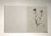 Alexander von Humboldt Botanical Illustrations: 22 Pull-Out Posters/冯洪堡的植物插图/22张海报 商品缩略图4