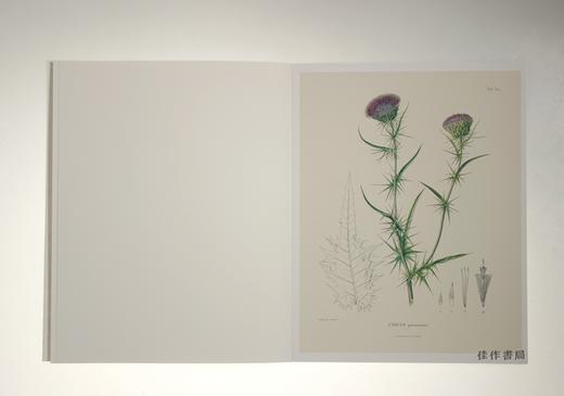 Alexander von Humboldt Botanical Illustrations: 22 Pull-Out Posters/冯洪堡的植物插图/22张海报 商品图4