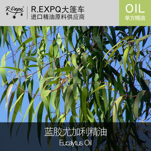 蓝胶尤加利精油eucalytusoil进口单方精油原料批发