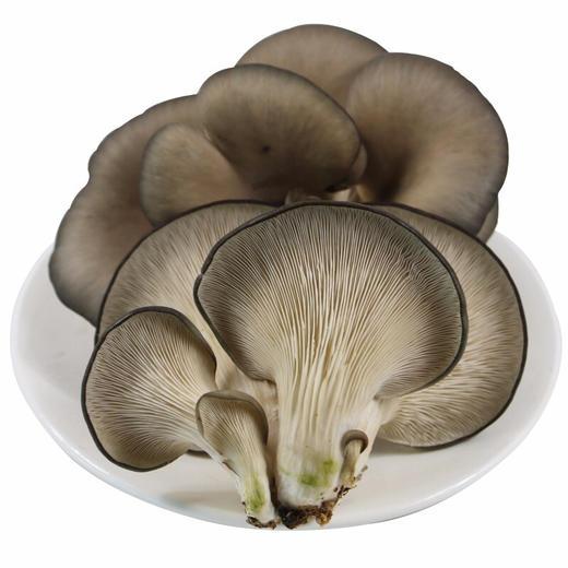 山洞种植蘑菇 平菇 每日现采 新鲜蔬菜300g