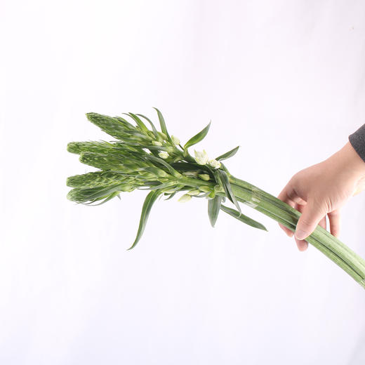 圣心百合 商品图2