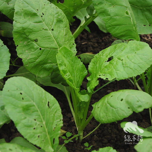 有机千宝菜 | 绿家自产* Organic Choi Po | Self-production 商品图1