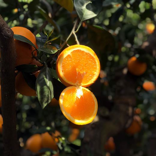 秭归伦晚甜橙 净重9斤 商品图3