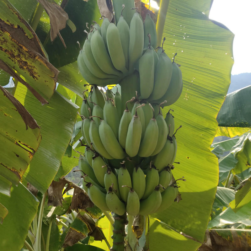 攀枝花 高山小米蕉 5斤装