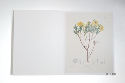 Alexander von Humboldt Botanical Illustrations: 22 Pull-Out Posters/冯洪堡的植物插图/22张海报 商品图1