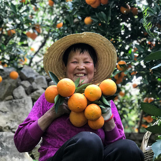 秭归伦晚甜橙 净重9斤 商品图14