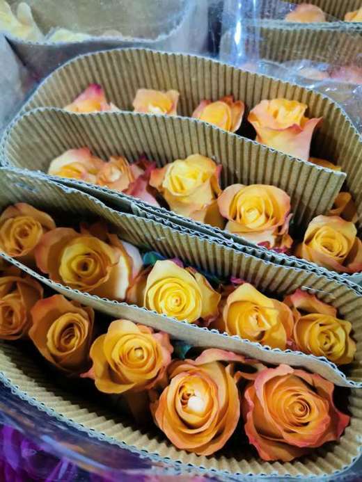 昆明玫瑰蒙娜丽莎20支扎