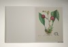 Alexander von Humboldt Botanical Illustrations: 22 Pull-Out Posters/冯洪堡的植物插图/22张海报 商品缩略图2