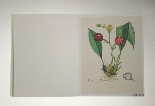 Alexander von Humboldt Botanical Illustrations: 22 Pull-Out Posters/冯洪堡的植物插图/22张海报 商品图2