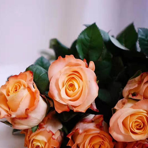 昆明玫瑰蒙娜丽莎20支扎