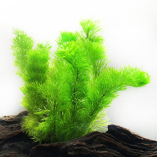 水草活体鱼缸造景套餐水族箱有茎类水榕中后景真水草绿菊5只一组