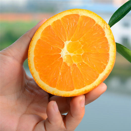 秭归伦晚甜橙 净重9斤 商品图1