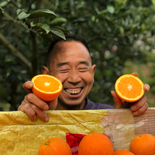 秭归伦晚甜橙 净重9斤 商品图11