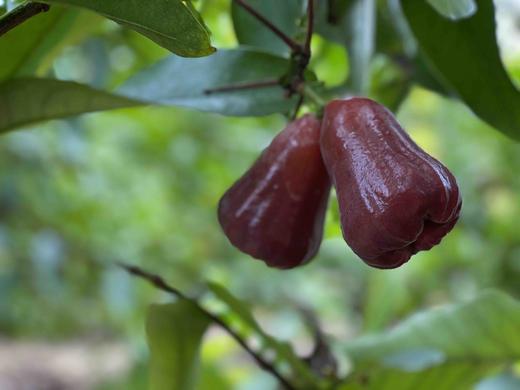 海南 黑金刚莲雾 商品图4