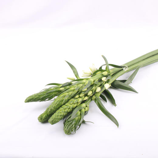 圣心百合 商品图0