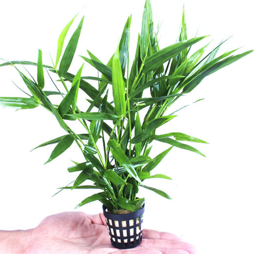 水草活体鱼缸造景套餐水族箱有茎类水榕中后景真水草南美青竹5只一组