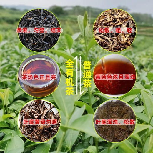 沐林听风 听风七号全有机红茶2020新茶高品质功夫茶口粮茶 250g装 商品图3