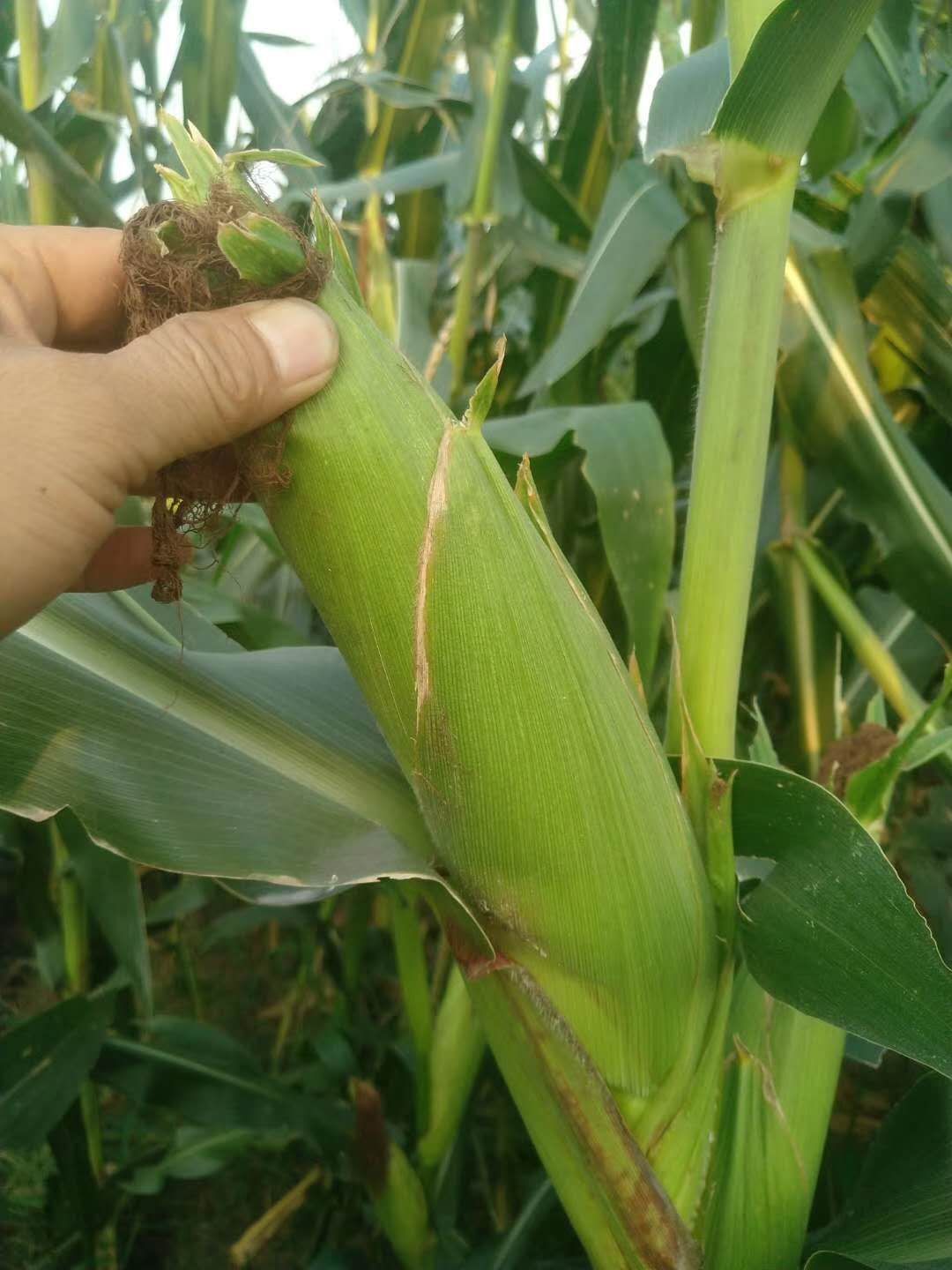 预售|三和雨顺笨玉米,预计8月25日发货,限北京!