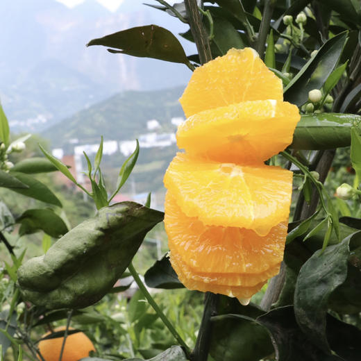 秭归伦晚甜橙 5斤/8斤 （酸甜口感） 商品图3