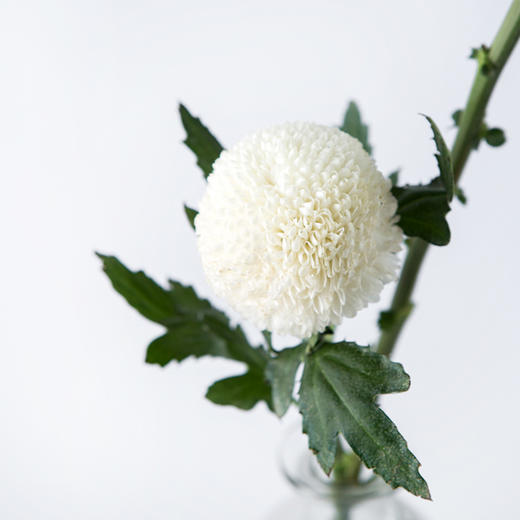 ppj乒乓菊白色10枝扎